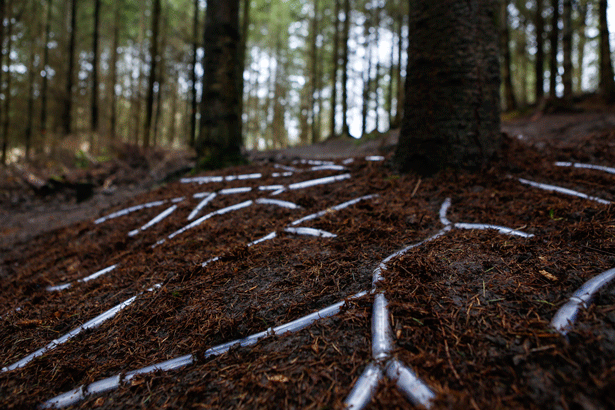 Sentient Forest